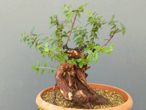 Bonsai mirto selvatico - bonsai,