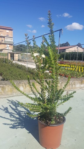Mirto tarentino vaso - mirto,