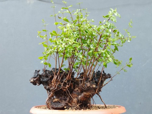 Bonsai mirto selvatico - mirto, 38x20cm