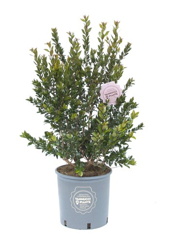 Vannucci piante myrtus - vannucci,
