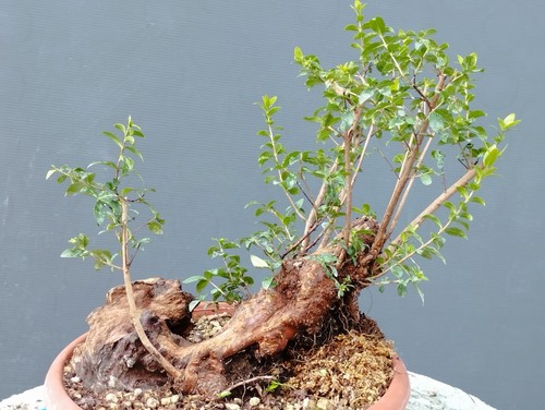 Bonsai mirto 38x20cm - mirto, in