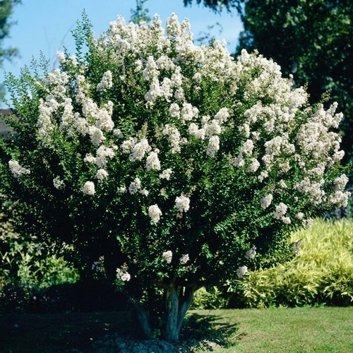 Lagerstroemia indica bianca - indica,