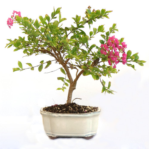 Kentis bonsai di - kentis,