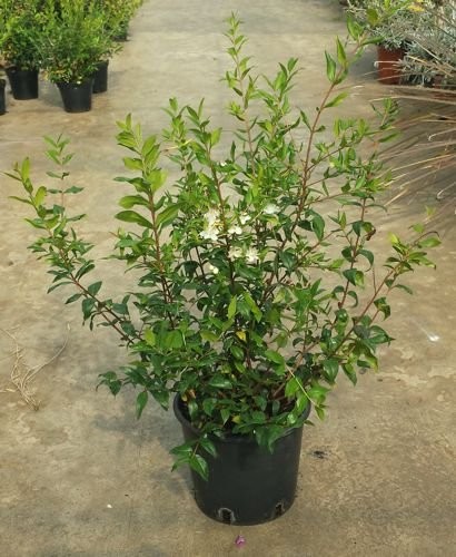 Pianta mirto sardo multa - pianta,
