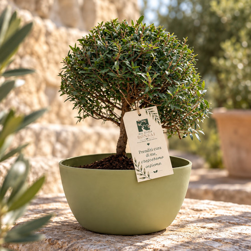 Bonsai mirto vaso - mirto,