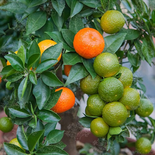 Chinotto arancio - arancio,