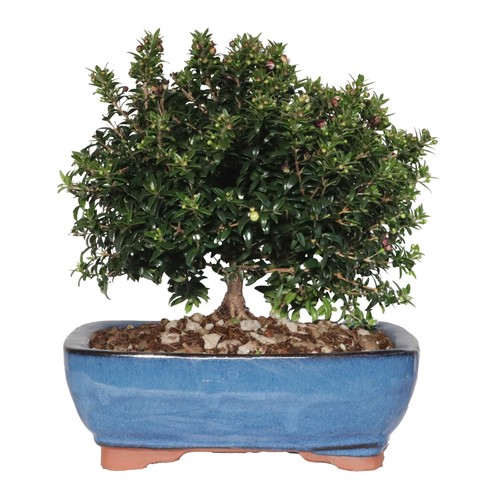 Bonsai mirto - bonsai, myrtus