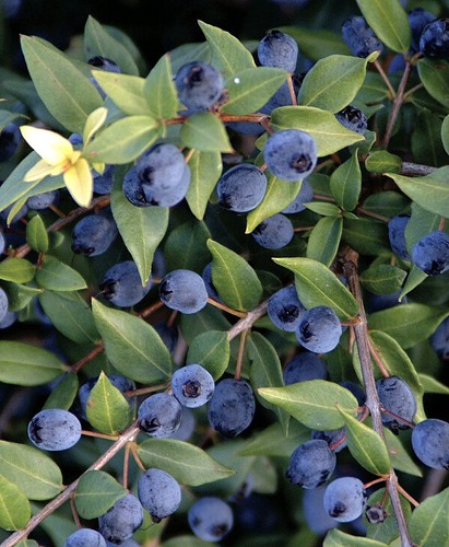 Mirto sardo myrtus - mirto,