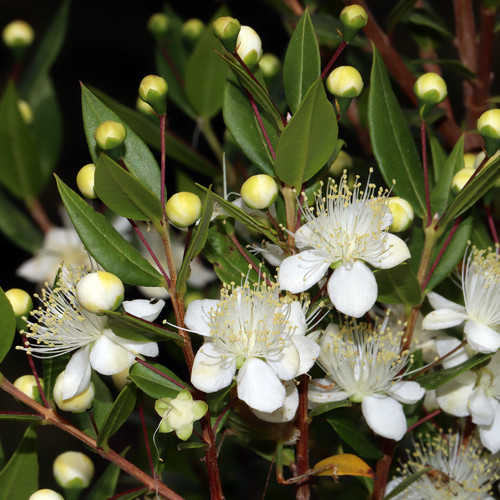 Myrtus communis mirto - -,