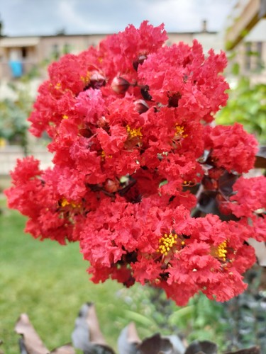 Semi lagerstroemia indica - semi,