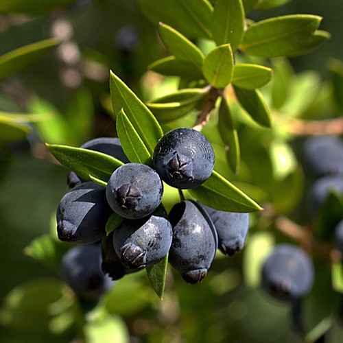 Mirto tarantino myrtus - mirto, "myrtus