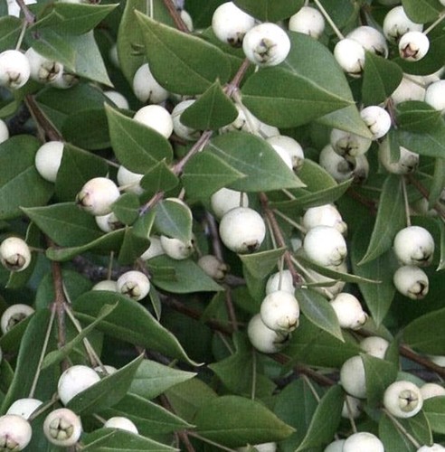 Myrtus communis white berry - white,