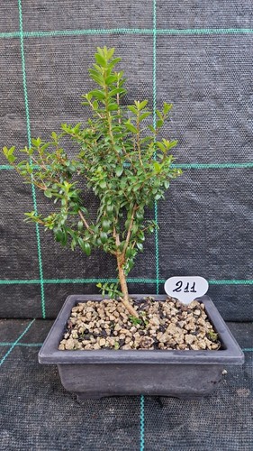 Bonsai mirto tarantino - bonsai, di