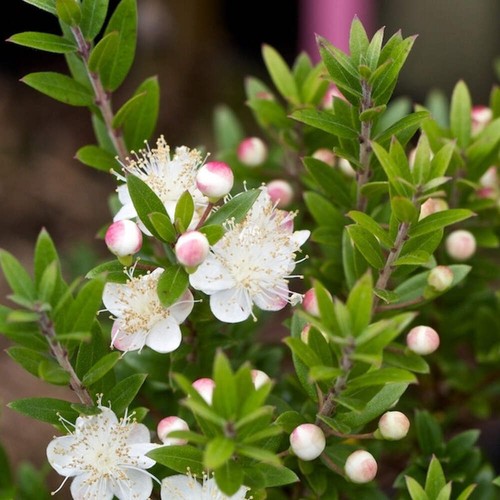 Myrtus communis var - ., tarentina
