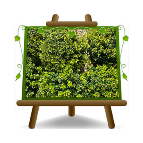 Mirto myrtus microphylla - microphylla,
