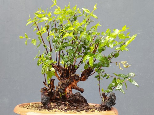Bonsai mirto 30x20cm - mirto, in