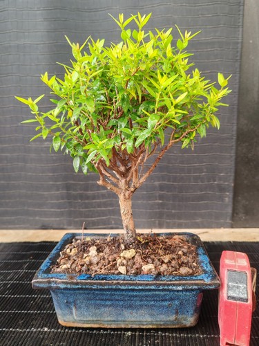Bonsai mirto h - bonsai,