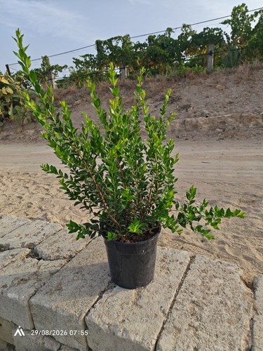 Myrtus communis - communis, (mirto)