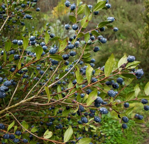 Myrtus communis 20cm - 10-20cm, |