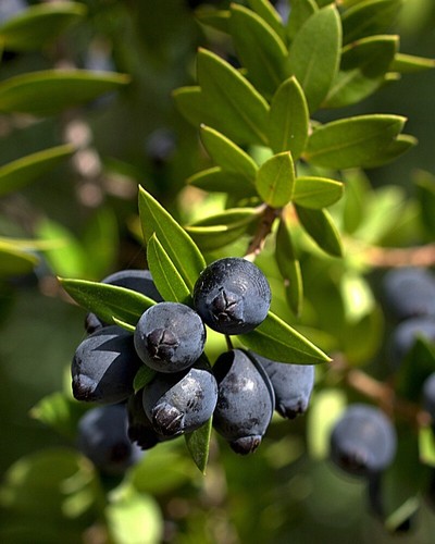 Mirto tarantino myrtus - tarantino, "myrtus
