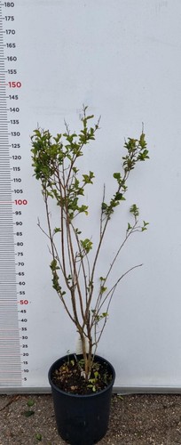 Pianta lagerstroemia indica - pianta, di