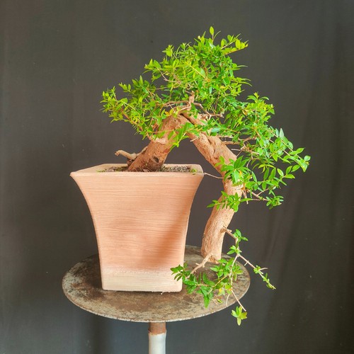 Pre bonsai semi cascata - bonsai,
