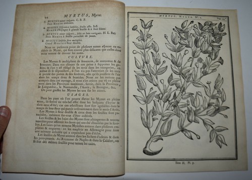 Botanica fig 1755 mirto - -,