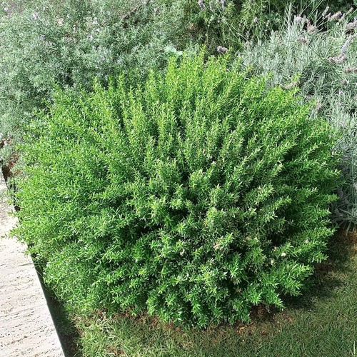 Myrtus communis var