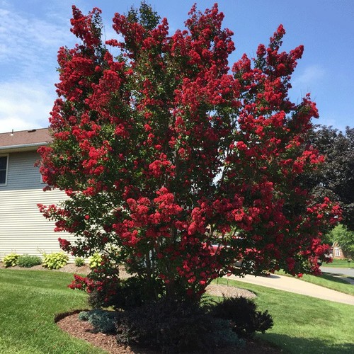 Lagerstroemia indica dynamite - lagerstroemia,