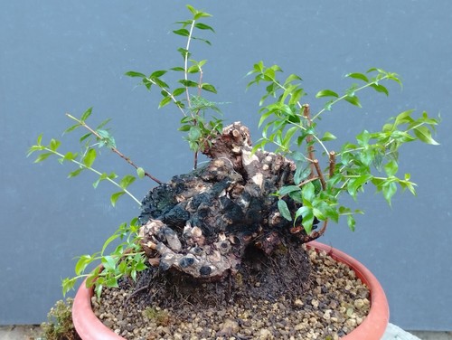 Bonsai mirto selvatico 30x20cm - selvatico,