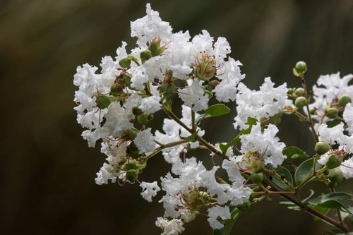 Semi lagerstroemia indica - lagerstroemia,