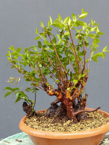 Bonsai mirto selvatico 30x20cm - bonsai,