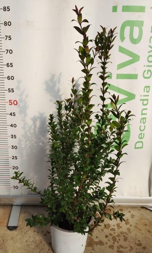 Piante mirto v18 40 - 50,