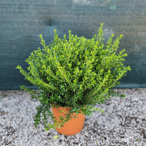 Mirto microphylla vaso da - microphylla, (in