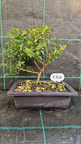 Bonsai mirto tarantino - mirto,
