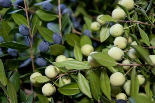 Mirto bianco raro sardegna - bianco, di