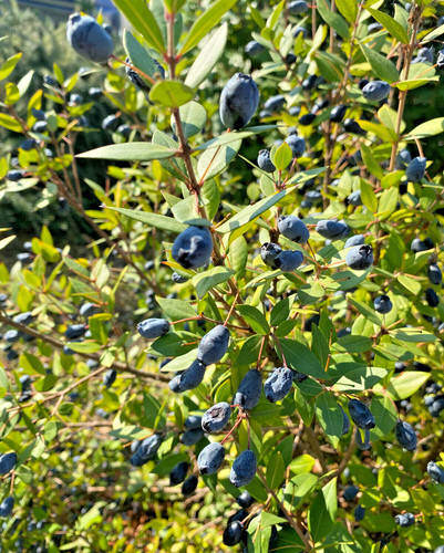 Semi selezionati mirto - semi, di