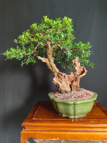 Bonsai mirto - bonsai,