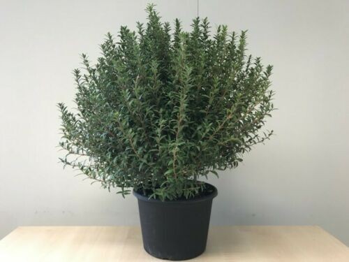 Mirto nano myrtus - "myrtus, communis