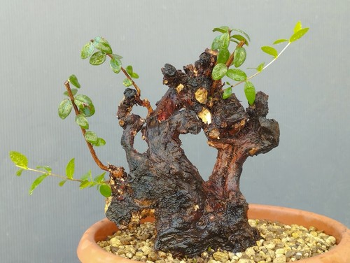 Bonsai mirto selvatico 20x10cm - bonsai,