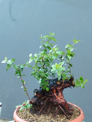 Bonsai mirto selvatico - mirto, 38x20cm