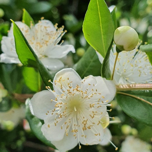 Myrtus communis - , (bacca
