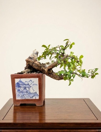 Bonsai mirto cascade - mirto,