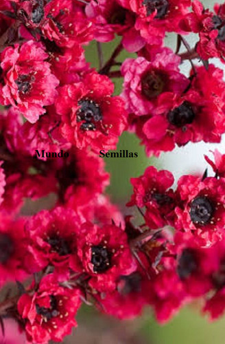 Leptospermum scoparium manuka - leptospermum,