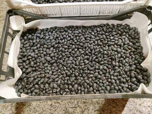 Bacche mirto per - bacche,