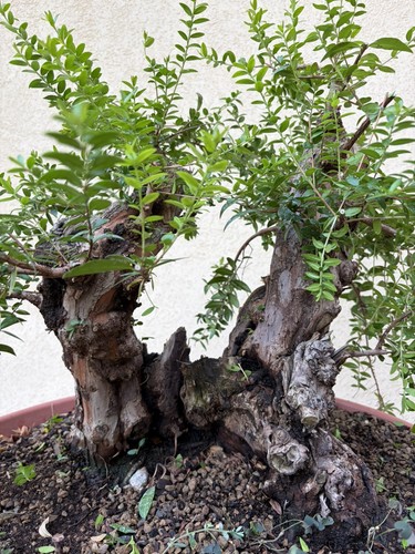 Pre bonsai mirto - pre,