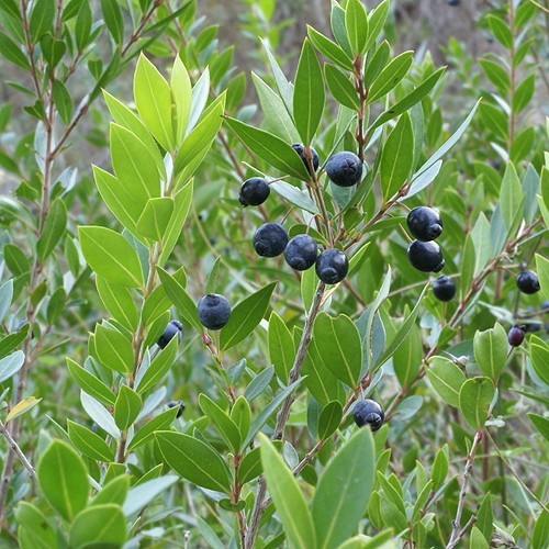 Mirto myrtus communis 3 - mirto,