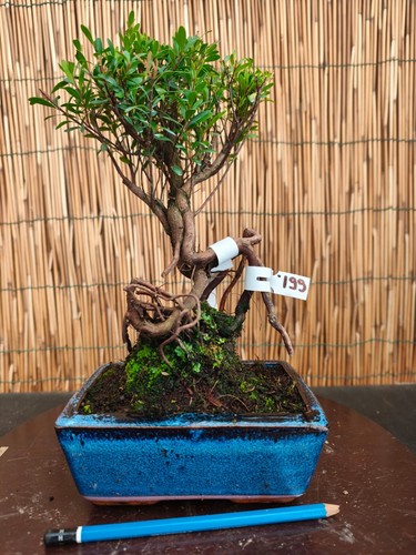 Bonsai mirto cinese - bonsai, 31cm