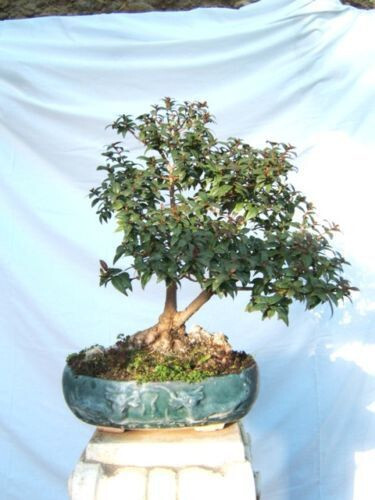 Mirto bianco common myrtle - bianco,