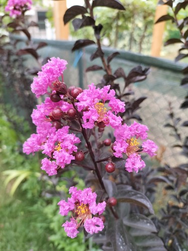 Semi lagerstroemia indica - semi,